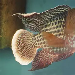Stalsberg's Cichlid, photo 2