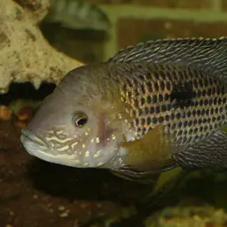 Stalsberg's Cichlid, photo 3