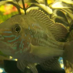 Stalsberg's Cichlid, photo 4