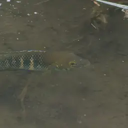 Stalsberg's Cichlid, photo 5
