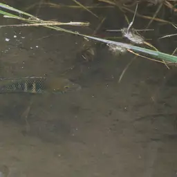Stalsberg's Cichlid, photo 7