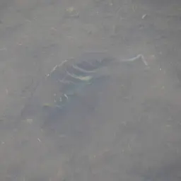 Stalsberg's Cichlid, photo 9