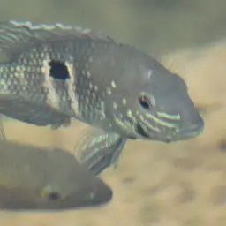 Stalsberg's Cichlid, photo 10
