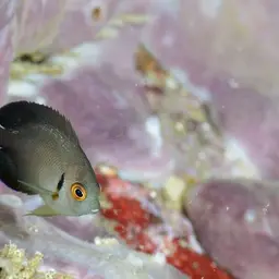 Pearlscale Angelfish, photo 2