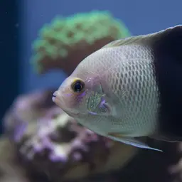 Pearlscale Angelfish, photo 1