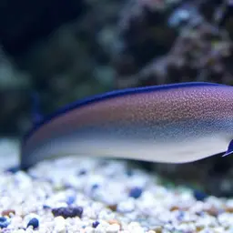 Black-edged Moray, photo 2