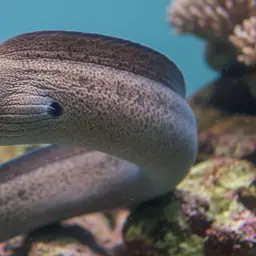 Black-edged Moray, photo 1