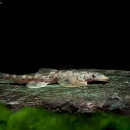 Vietnamese Lizard Loach