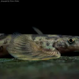 Vietnamese Lizard Loach, photo 2