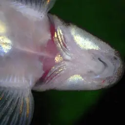 Vietnamese Lizard Loach, photo 4