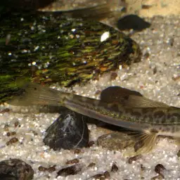 Vietnamese Lizard Loach, photo 5