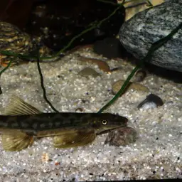 Vietnamese Lizard Loach, photo 6