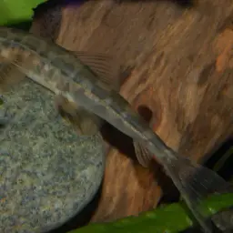 Vietnamese Lizard Loach, photo 7