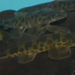 Vietnamese Lizard Loach, photo 8