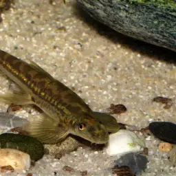 Vietnamese Lizard Loach, photo 9