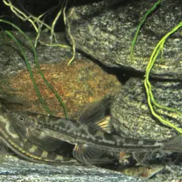Vietnamese Lizard Loach, photo 10