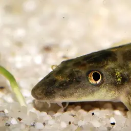Vietnamese Lizard Loach, photo 11