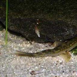 Vietnamese Lizard Loach, photo 12