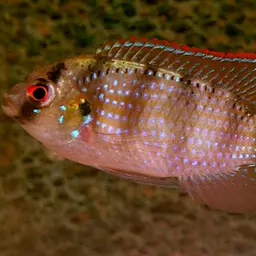 African Butterfly Cichlid