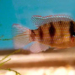 African Butterfly Cichlid, photo 2