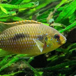 African Butterfly Cichlid, photo 3