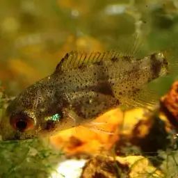 African Butterfly Cichlid, photo 4