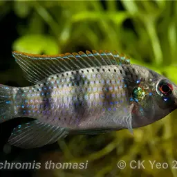 African Butterfly Cichlid, photo 5