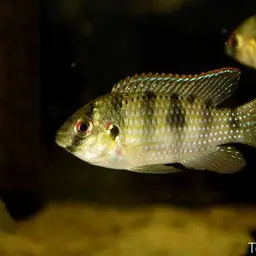 African Butterfly Cichlid, photo 6