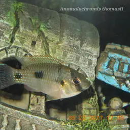 African Butterfly Cichlid, photo 7