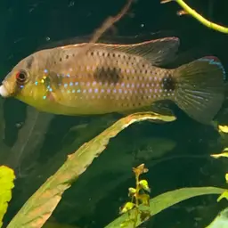 African Butterfly Cichlid, photo 8