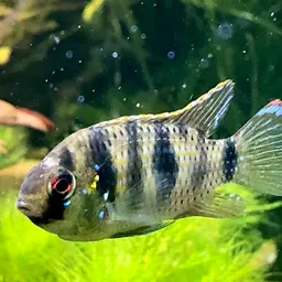 African Butterfly Cichlid, photo 9
