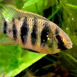African Butterfly Cichlid, photo 10