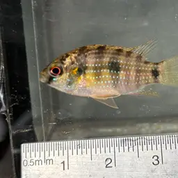African Butterfly Cichlid, photo 11