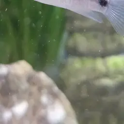 African Butterfly Cichlid, photo 12