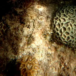 Crisp Pillow Coral, photo 2