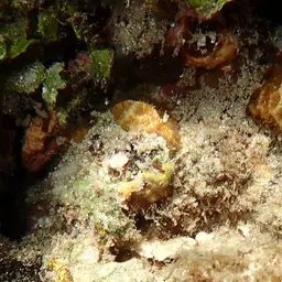 Crisp Pillow Coral, photo 3