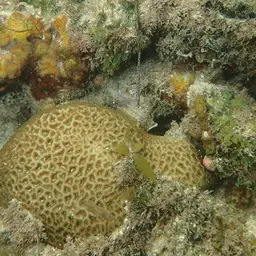 Crisp Pillow Coral, photo 4