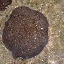 Crisp Pillow Coral, photo 1