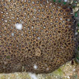 Crisp Pillow Coral, photo 6