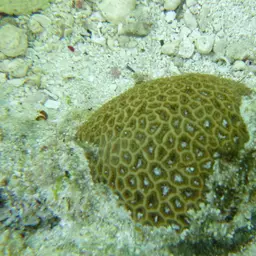 Crisp Pillow Coral, photo 7