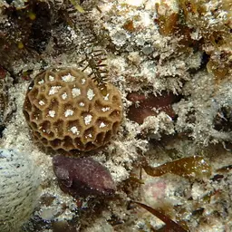 Crisp Pillow Coral, photo 8