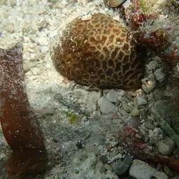 Crisp Pillow Coral, photo 9