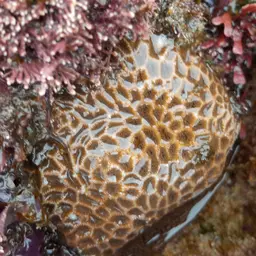 Crisp Pillow Coral, photo 10