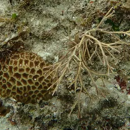 Crisp Pillow Coral, photo 11