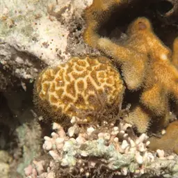 Crisp Pillow Coral, photo 12