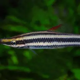 Striped Headstander, photo 2