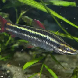 Striped Headstander, photo 3