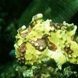 Warty Frogfish