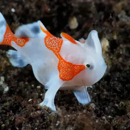 Warty Frogfish, photo 3