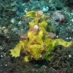 Warty Frogfish, photo 5